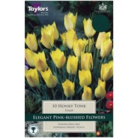 Taylors Bulbs Tulip Honky Tonk - Pack of 10 (TP551)