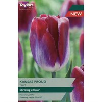 Taylors Bulbs Tulip Kansas Proud - Pack of 7 (TP401)