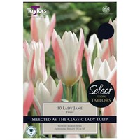 Taylors Bulbs Tulip Lady Jane - Pack of 10 (SE555)