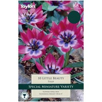 Taylors Bulbs Tulip Little Beauty - Pack of 10 (TP557)
