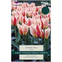 Taylors Bulbs Tulip Mary Ann - Pack of 8 (TP527)