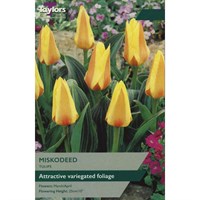 Taylors Bulbs Tulip Miskodeed - Pack of 9 (TP532)