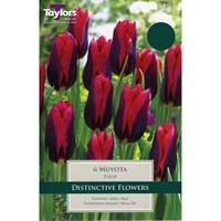 Taylors Bulbs Tulip Muvota - Pack of 6 (TP406)