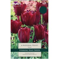 Taylors Bulbs Tulip National Velvet - Pack of 6 (TP428)