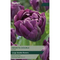 Taylors Bulbs Tulip Negrita Double - Pack of 6 (TP439)