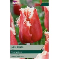 Taylors Bulbs Tulip New Santa - Pack of 6 (TP494)