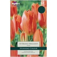 Taylors Bulbs Tulip Orange Brilliant - Pack of 9 (TP548)