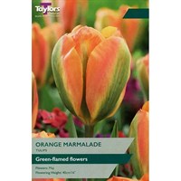 Taylors Bulbs Tulip Orange Marmalade - Pack of 6 (TP588)
