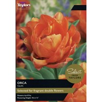 Taylors Bulbs Tulip Orca - Pack of 5 (TP1261)