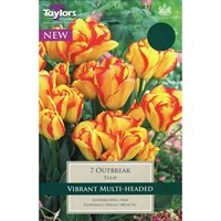 Taylors Bulbs Tulip Outbreak - Pack of 7 (TP398)