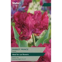 Taylors Bulbs Tulip Parrot Prince - Pack of 6 (TP452)