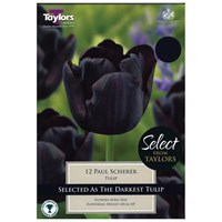 Taylors Bulbs Tulip Paul Scherer - Pack of 8 (SE2012)