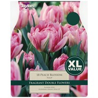 Taylors Bulbs Tulip Peach Blossom - Pack of 12 - XL Value Range (XL443)