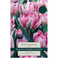 Taylors Bulbs Tulip Peach Blossom - Pack of 6 (TP443)