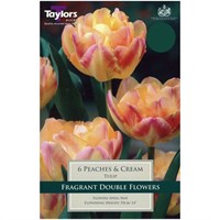 Taylors Bulbs Tulip Peaches & Cream - Pack of 6 (TP436)