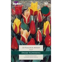 Taylors Bulbs Tulip Peacock Mixed - Pack of 10 (TP561)