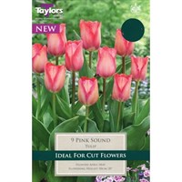 Taylors Bulbs Tulip Pink Sound - Pack of 8 (TP402)
