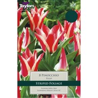 Taylors Bulbs Tulip Pinocchio - Pack of 8 (TP521)