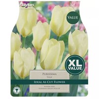 Taylors Bulbs Tulip Purissima - Pack of 15 (XL430)