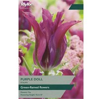 Taylors Bulbs Tulip Purple Doll - Pack of 7 (TP594)