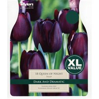 Taylors Bulbs Tulip Queen of Night - Pack of 12 - XL Value Range (XL422)