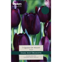 Taylors Bulbs Tulip Queen of Night - Pack of 6 (TP422)