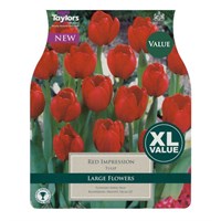 Taylors Bulbs Tulip Red Impression - Pack of 15 (XL377)