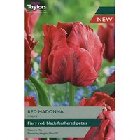 Taylors Bulbs Tulip Red Madonna - Pack of 5 (TP453)