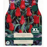 Taylors Bulbs Tulip Red Riding Hood - Pack of 18 - XL Value Range (XL522)
