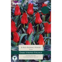 Taylors Bulbs Tulip Red Riding Hood - Pack of 8 (TP522)