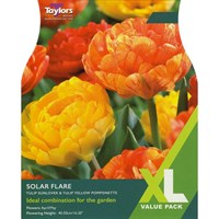Taylors Bulbs Tulip Solar Flare - Pack of 15 (XL114)