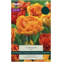 Taylors Bulbs Tulip Sunlover - Pack of 7 (TP5617)