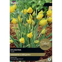 Taylors Bulbs Tulip Sylvestris - Pack of 12 (SE1139)