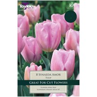 Taylors Bulbs Tulip Synaeda Amor - Pack of 7 (TP2098)