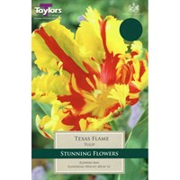 Taylors Bulbs Tulip Texas Flame - Pack of 5 (TP469)