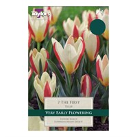Taylors Bulbs Tulip The First - Pack of 8 (TP537)