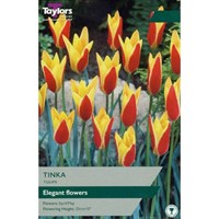Taylors Bulbs Tulip Tinka - Pack of 10 (TP566)