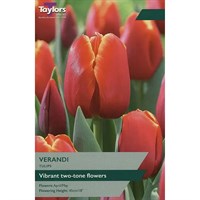 Taylors Bulbs Tulip Verandi - Pack of 6 (TP429)