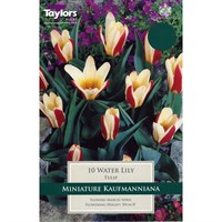 Taylors Bulbs Tulip Water Lily - Pack of 10 (TP570)