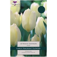 Taylors Bulbs Tulip White Emperor - Pack of 8 (TP544)