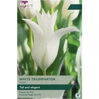 Taylors Bulbs Tulip White Trumphator - Pack of 6 (TP490)