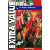 Taylors Bulbs Tulips Dwarf Mixed - Pack of 12 - Extra Value Range (EV115)