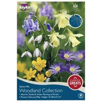 Taylors Bulbs Woodland Collection - Pack of 40 (AV605)