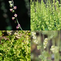 Tellima Perennial Set - Mixed Colours - 6 x 9cm Pots