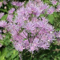 Thalictrum Aqu. Thundercloud Perennial Plant 9cm Pot - Set of 3