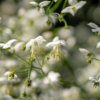 Thalictrum Del Splendide White 2L Perennial Plant - Set of 3