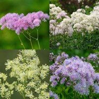 Thalictrum Perennial Set - Mixed Colours - 3 x 2L Pots