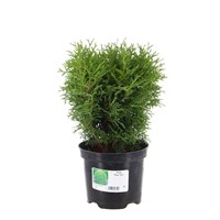 Thuja 'Tiny Tim' - 3L Pot