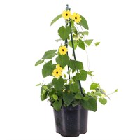 Thunbergia Yellow 4L Pot Bedding