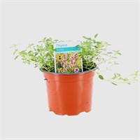 Thyme Golden 10.5cm Pot Bedding